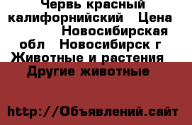 Червь красный калифорнийский › Цена ­ 2 000 - Новосибирская обл., Новосибирск г. Животные и растения » Другие животные   
